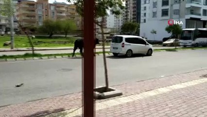 Kaçan boğa durdurulamayınca tüfekle vuruldu