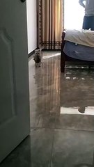 The mummy cat always stay with the baby cat.