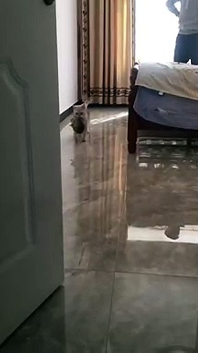 The mummy cat always stay with the baby cat.