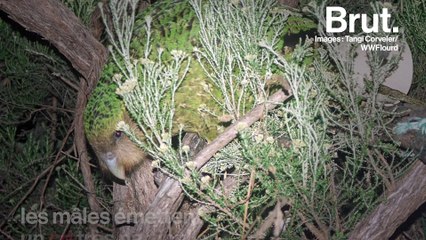 Une lueur d'espoir pour l'avenir du kakapo