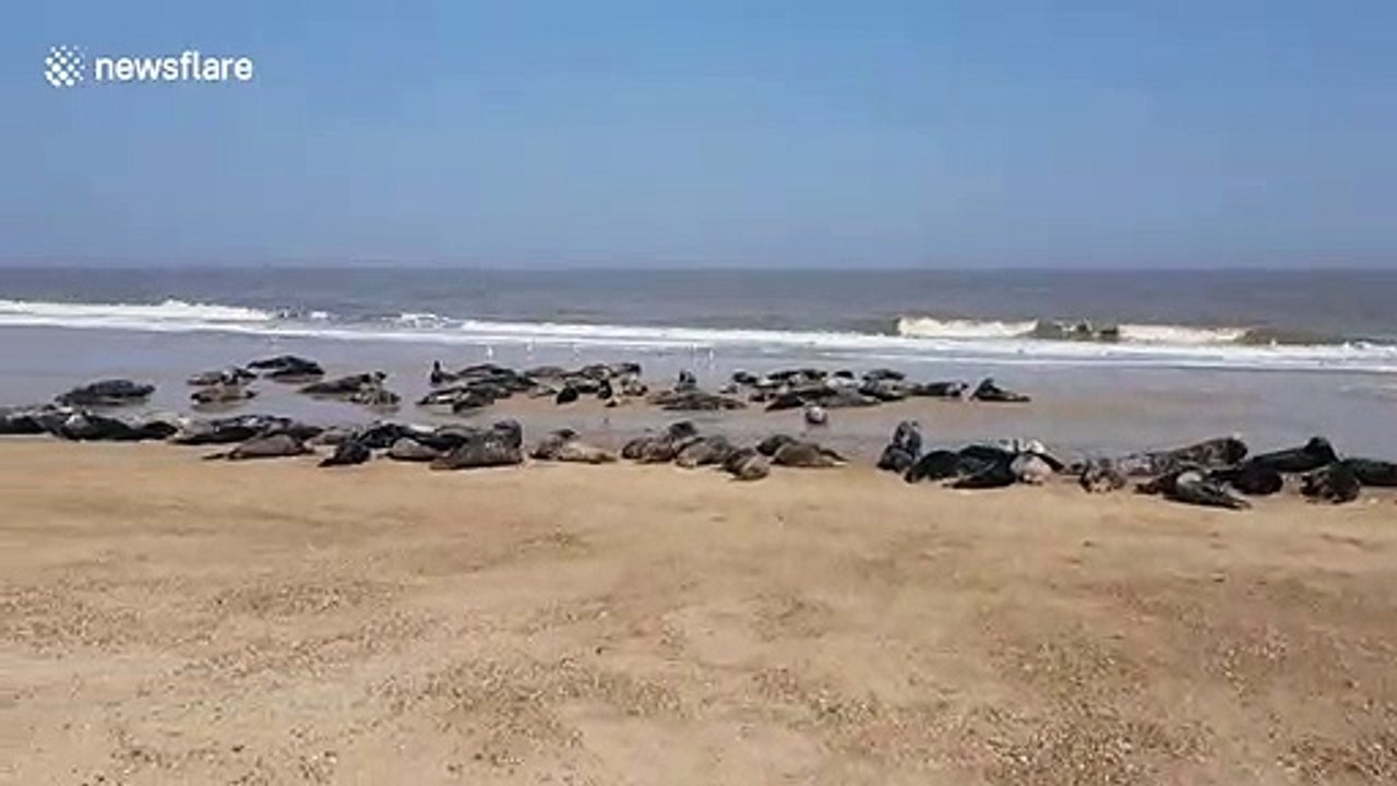 Grey seals bask in glorious sunshine on Norfolk beach