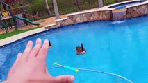 GOOSE leaves BROWN SURPRISE in POOL! YAY!! (FUNnel Vision Bird Invasion Payback Vlog)