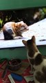 Cat Tries to Catch TV Rat