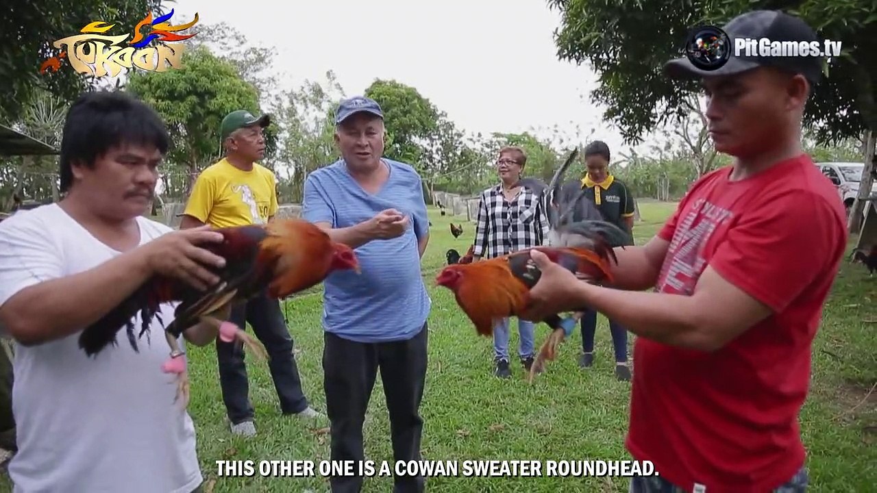 Breeder of the Week - Fred Palmares - Sitio Taruc Gamefarm