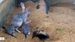 Behold Australia's Very Own 'Easter Bunny' - The Bilby