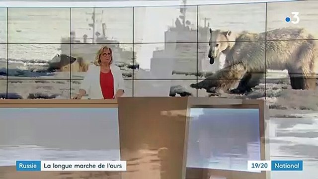 En Russie, les images d'un ours polaire observé à 800 km de son habitat naturel inquiètent