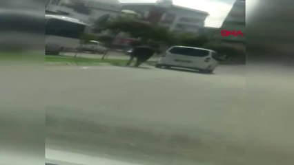 Şanlıurfa Kaçan Boğayı Tüfekle Başından Vurdu