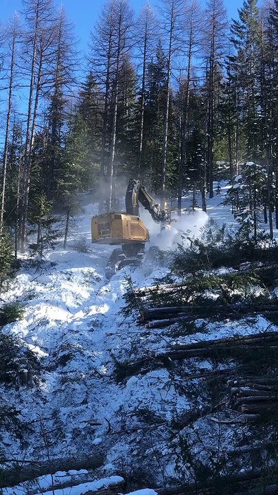 Buncher Machine Lays Down Tree After Tree