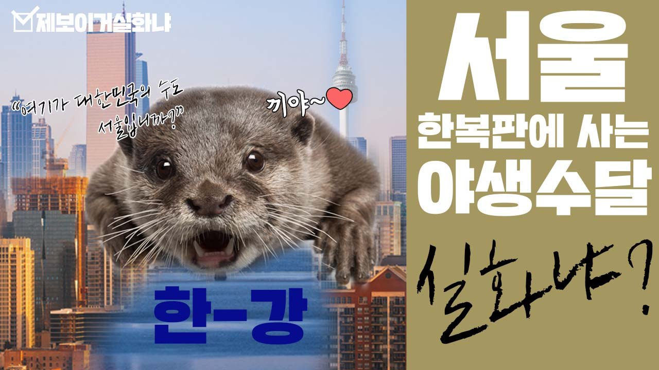 [제보이거실화냐] 서울 한복판에 사는 야생 수달 실화냐? / YTN