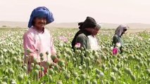 Los campos de amapolas florecen en Afganistán