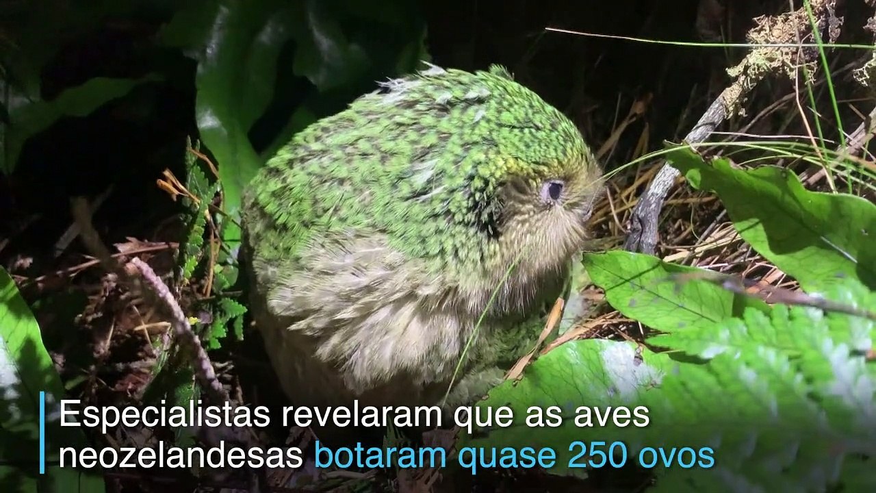 Um papagaio resistente
