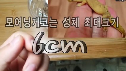 계양출장안마 -후불100%ョØ7Ød7333w9649｛카톡VV23｝계양전지역출장마사지샵'예약'계양출장qc안마es계양출장안마 cos여3계양출장마사지황형ийк계양콜걸