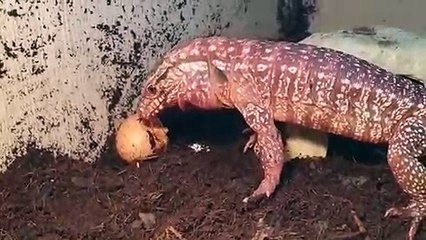 팔달출장안마 -후불100%ョØ7Øx7575vØØ62｛카톡QR091｝팔달전지역출장마사지샵'예약'팔달출장qc안마es팔달출장안마 cos여3팔달출장마사지황형ЪЫЬ팔달콜걸