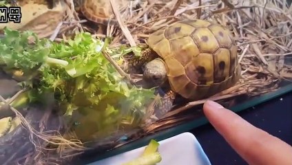 경주출장안마 -후불100%ョØ7Øg5222w6739｛카톡ZZ67｝경주전지역출장마사지샵'예약'경주출장qc안마es경주출장안마 cos여3경주출장마사지황형ェエォ경주콜걸