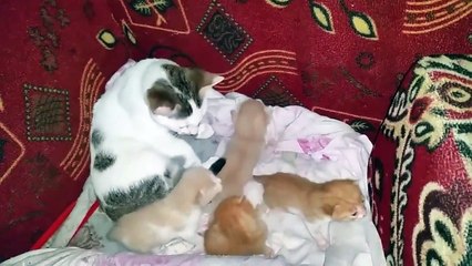 a babysitter cat that protects these little brothers