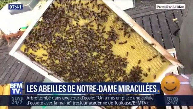 Les abeilles de Notre-Dame ont-elles aussi survécu à l'incendie