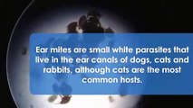 Ear Mites in the ear canals of your Pet