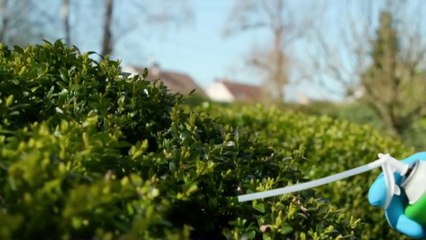 Jardin - Comment lutter contre la pyrale du buis ?