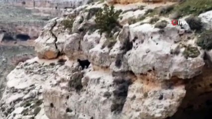 Karlı havada yamaçta mahsur kalan keçiyi 6 saatte kurtardılar