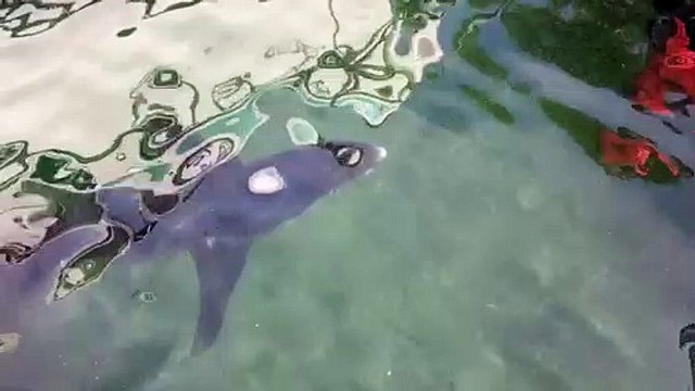 Marseille : un requin de 3m coincé dans le port de l’Estaque
