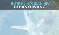 Intip Klinik Ikan di Banyuwangi