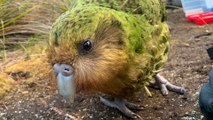 Hope for ‘world’s fattest’ parrot as endangered kakapo have record-breaking breeding season