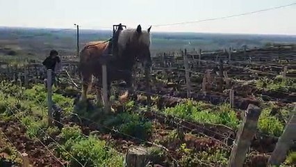 Vielverge : elle laboure les vignes comme aux temps anciens