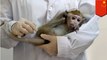 Ilmuwan Cina masukkan gen otak manusia ke monyet - TomoNews