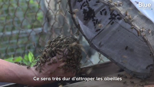 Cet apiculteur capture les essaims d'abeilles à mains nues