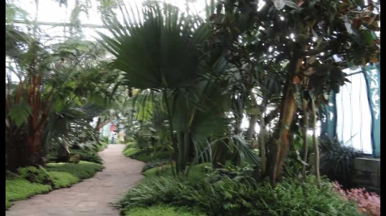 Les Serres royales de Laeken ouvrent leurs portes pour trois semaines ce vendredi