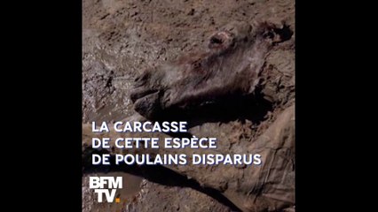 Vieux de 42.000 ans, ce poulain est conservé de manière intacte