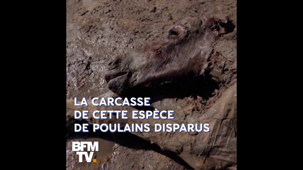 Vieux de 42.000 ans, ce poulain est conservé de manière intacte