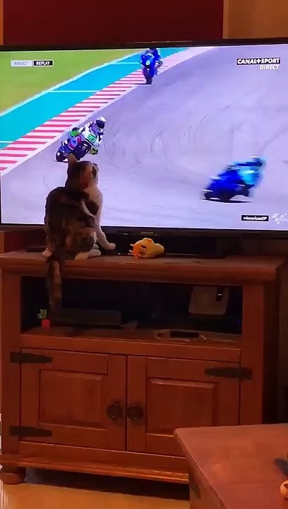 Un chat fait tomber un motard à la télévision