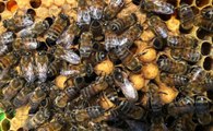 Arılara Geçiş Üstünlüğü Getirildi