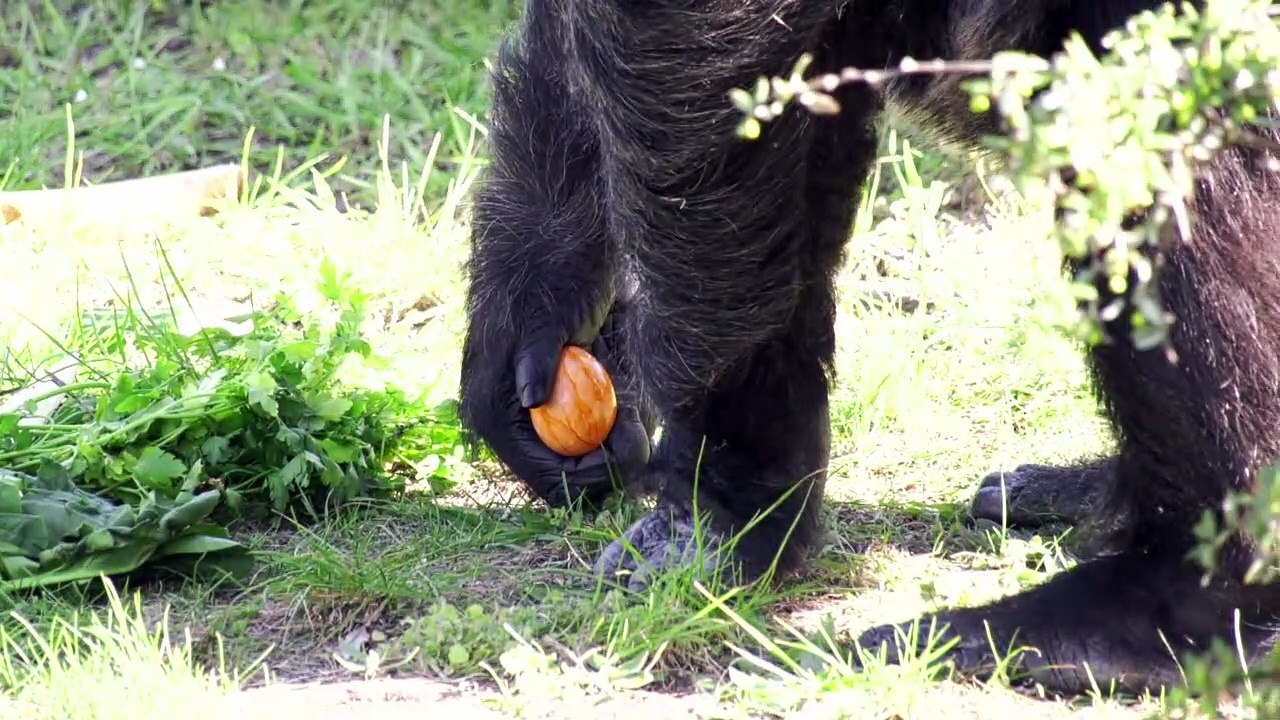 Ostern in den Berliner Zoos