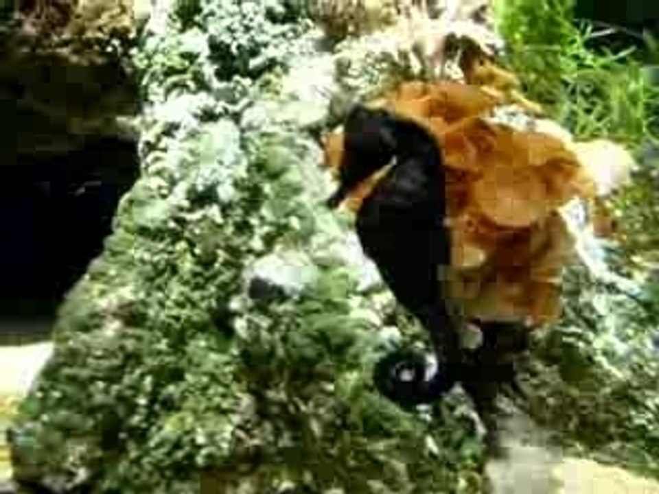 Aquarium de Cherbourg