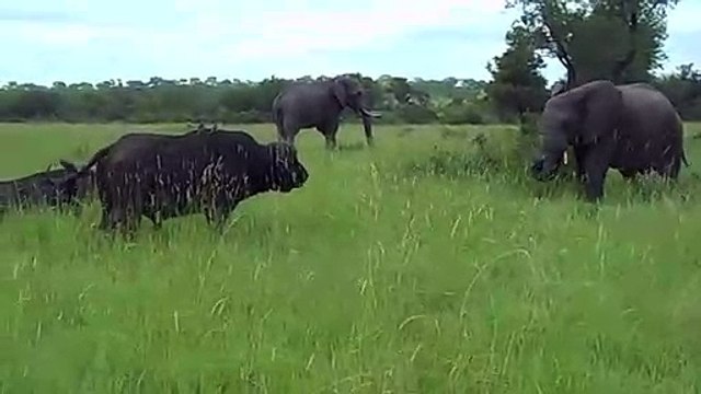 Un éléphant se défend contre un buffle et lui fait passer un mauvais moment