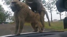 Ce couple de singes nous montre comment on fait les bébés... Sur le capot de la voiture
