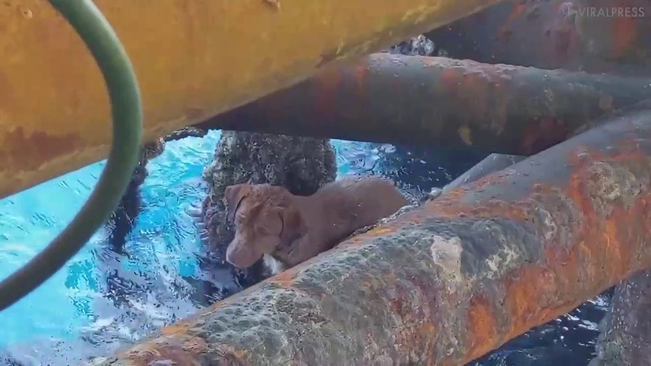 Ils retrouvent un chien en pleine mer à 220 km des côtes !