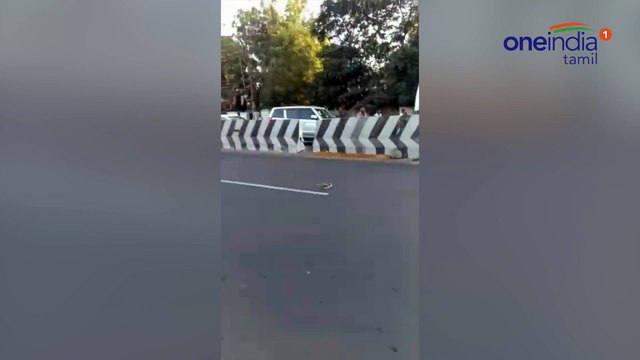 நடுரோட்டில் படமெடுத்து ஆடிய 7 அடி நீள பாம்பு-வீடியோ