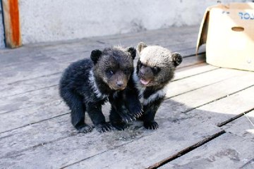 Polisi Şaşkına Çeviren İhbar: Otelde Yavru Ayılar Var