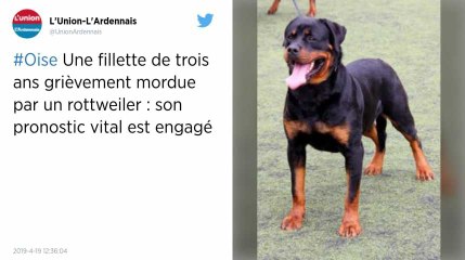 Dans l’Oise, une enfant de trois ans blessée grièvement par un chien rottweiler