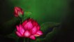 easy oil pastel drawings lotus flower/ how to draw flowers for beginners step by step