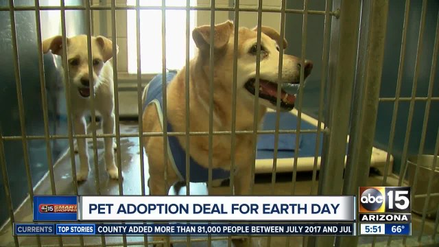 50% off pet adoptions this weekend