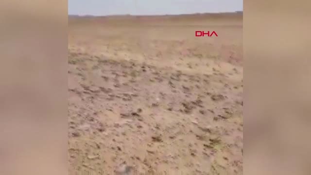 Dha Dış ? İran'da Son 40 Yılın En Büyük Çekirge İstilası