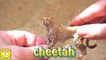 Les Animaux de Zoo pour les Enfants: Apprendre le Nom des Sons avec Schleich Safari Jouet pour les Enfants | NomNomToys