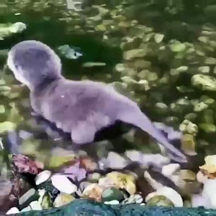 Voici le bébé loutre plus mignon du monde. Adorable !