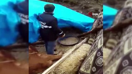 3 gündür kurtarılması beklenen gebe inek telef oldu