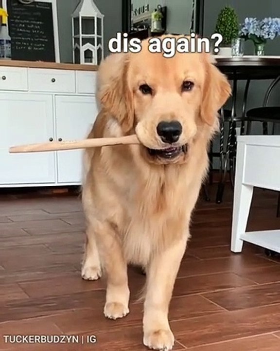 Quand un magnifique chienne se dispute avec sa...