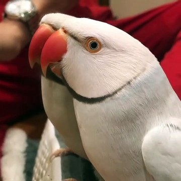 Ce superbe perroquet se voit dans un miroir pour la première fois. Sa réaction est hilarante !